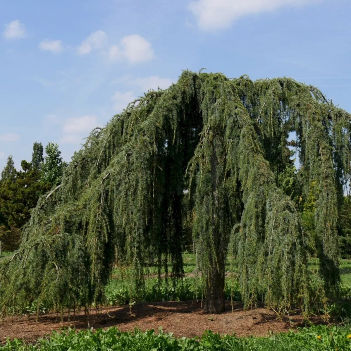 CEDRUS LIBANI ‘Glauca’ - cover