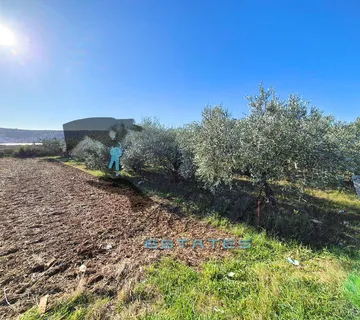 Divulje, izvrsna poljoprivredna čestica s maslinikom, 987 m2 - Kaštel Štafilić, Kaštela
