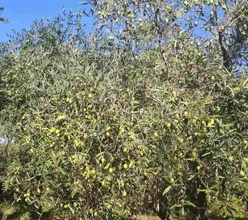 Građevinsko zemljište Valtura – prodaja Maslinika s 89 rodnih stabala maslina. - Valtura, Ližnjan