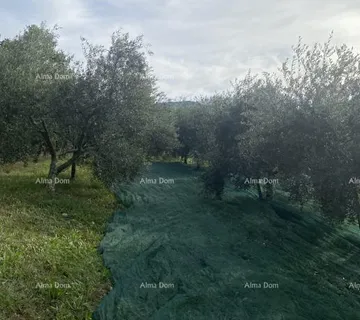 Građevinsko zemljište Cerovlje, građevinsko zemljište površine 1.575 m²
