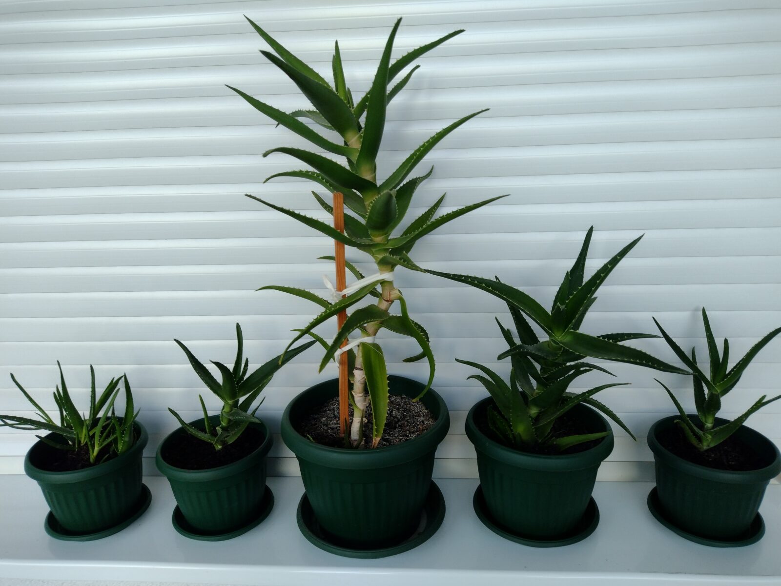 aloe-vera-1-3