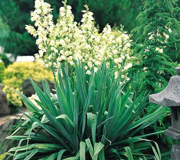 YUCCA FILAMENTOSA - cover