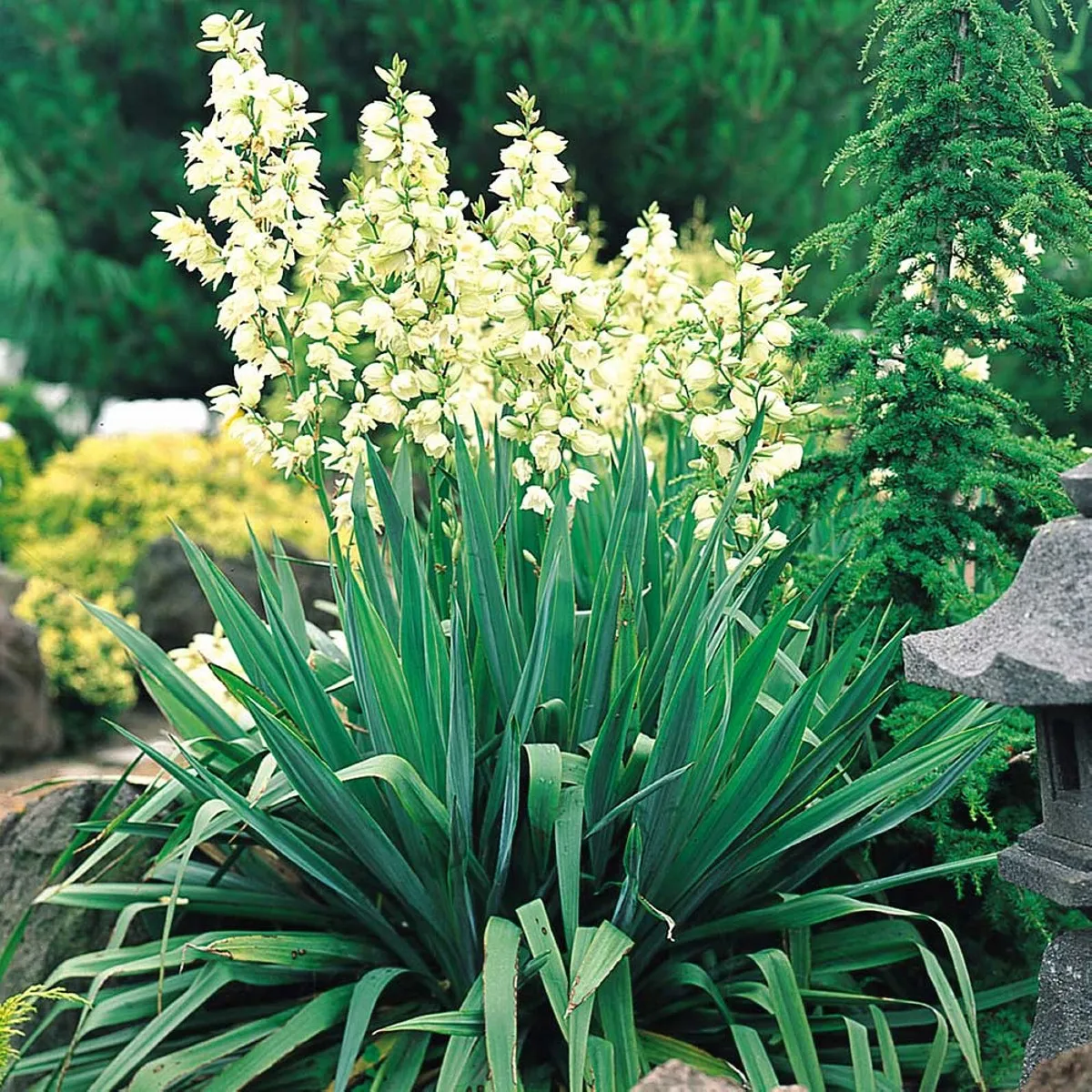 YUCCA FILAMENTOSA - cover