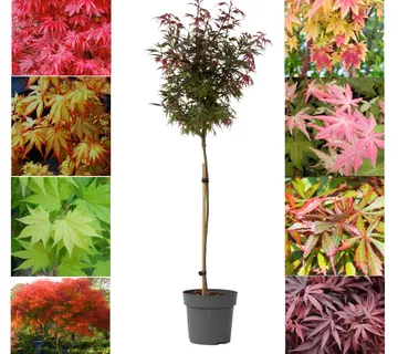 ACER PALMATUM / stablašica - cover