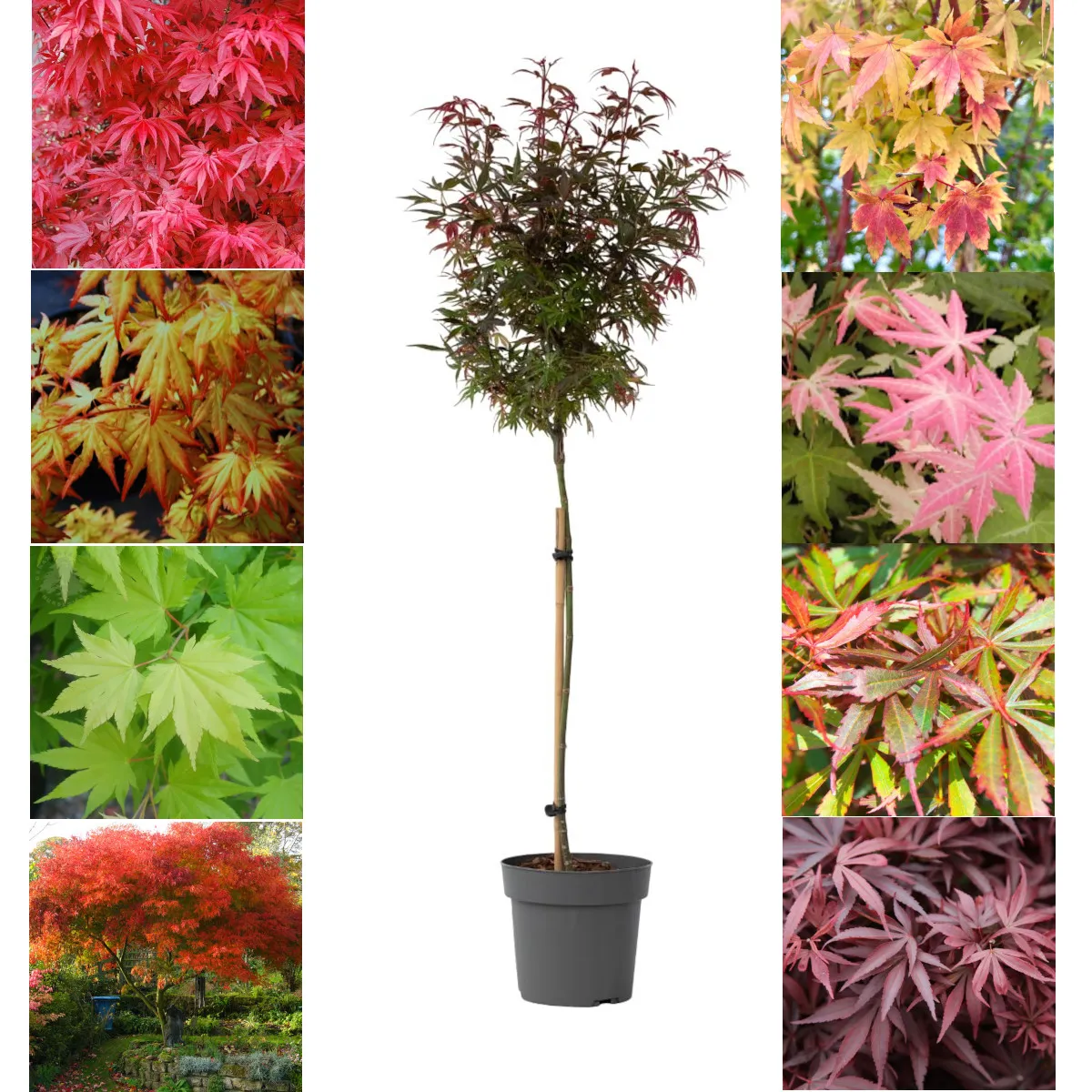 ACER PALMATUM / stablašica - cover