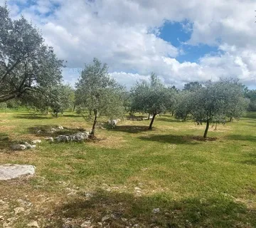 Maslinik - Vodnjan, Vodnjan