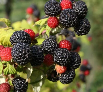 CRNA MALINA “Black Jewel” - cover