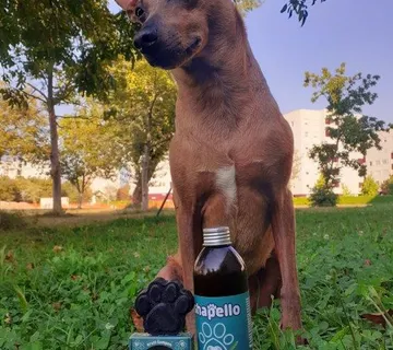 Shapello - kruti šampon za pse i mačke - cover