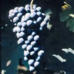 CABERNET SAUVIGNON VCR8 - cover