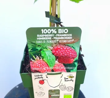 MALINA”Autumn happy” - cover