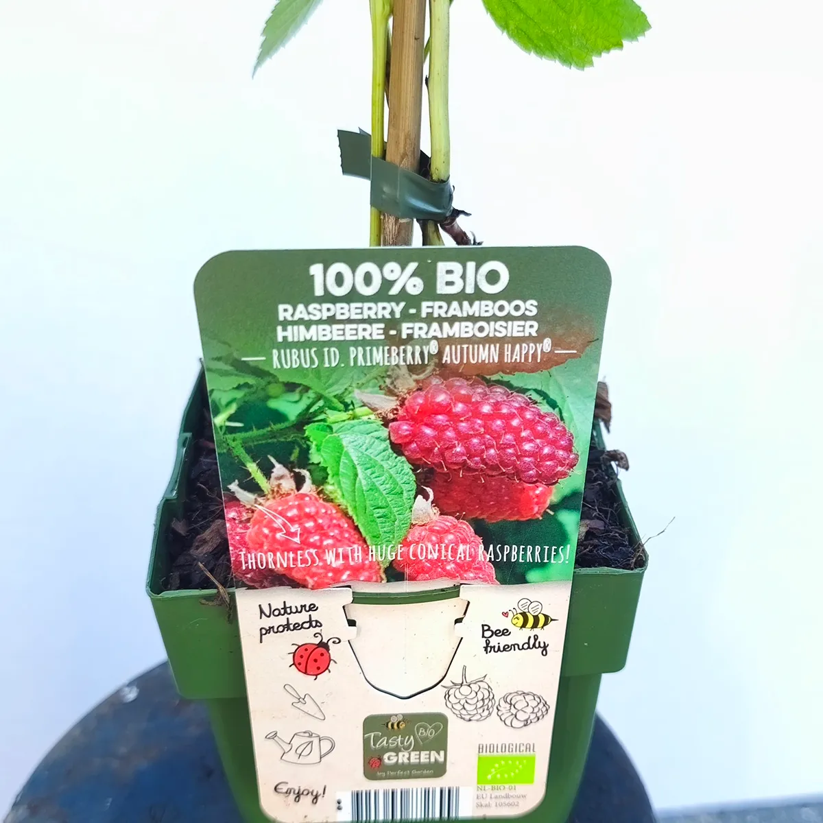 MALINA”Autumn happy” - cover