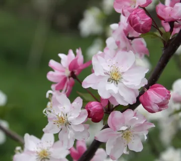 MALUS “Van Eseltine” ukrasna jabuka - cover