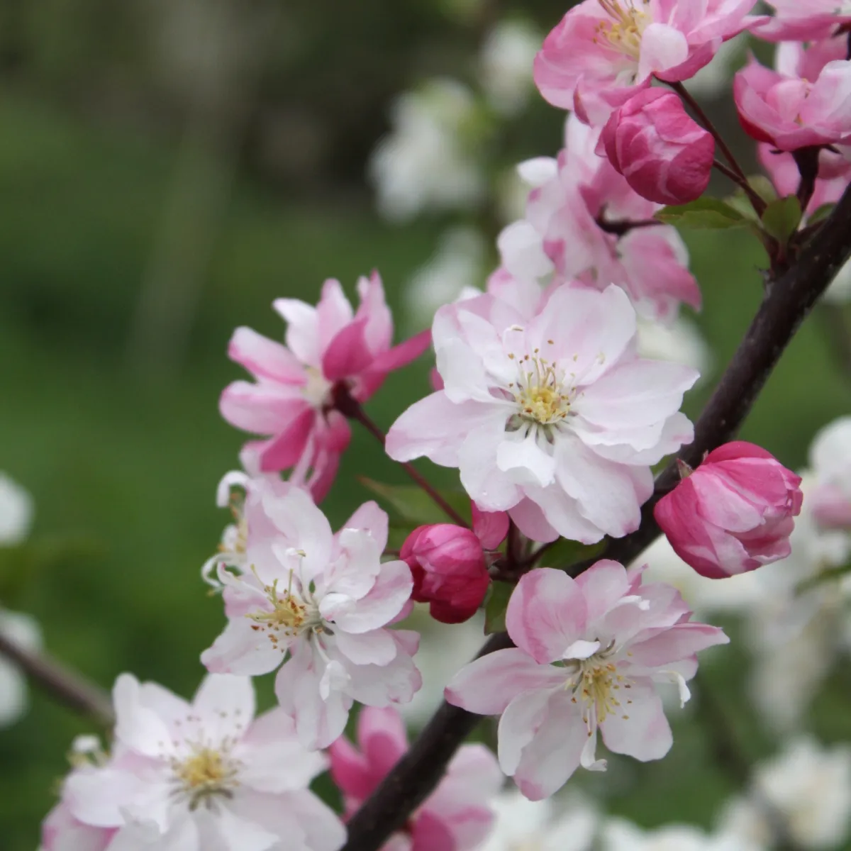MALUS “Van Eseltine” ukrasna jabuka - cover