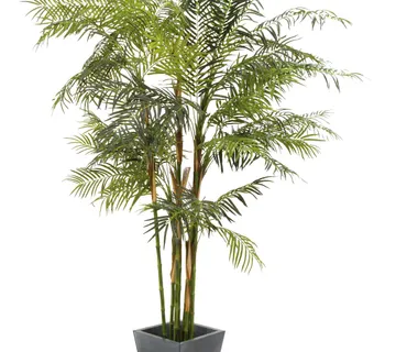 EUROPALMS Cycus tube palm, 280cm - cover