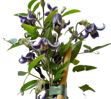 CLEMATIS DIV. “Fascination” - cover