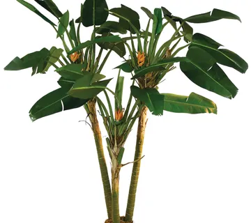 EUROPALMS Bird-of-paradise palm, 250cm - cover