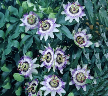 PASSIFLORA CAERUELA - cover