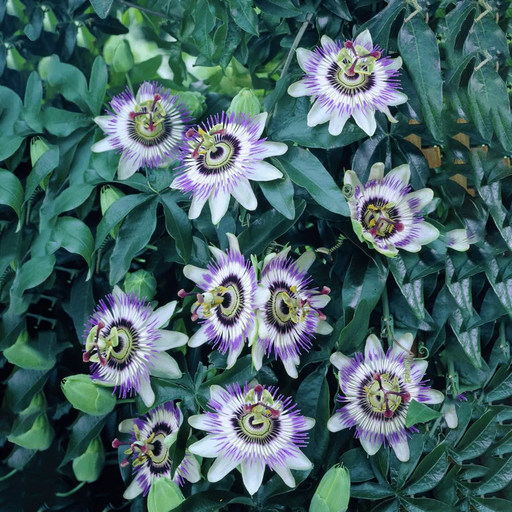 PASSIFLORA CAERUELA - cover