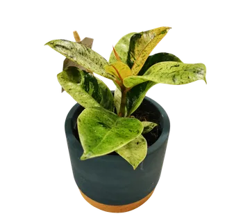 FICUS EL. “Shiveriana” + Tegla - cover