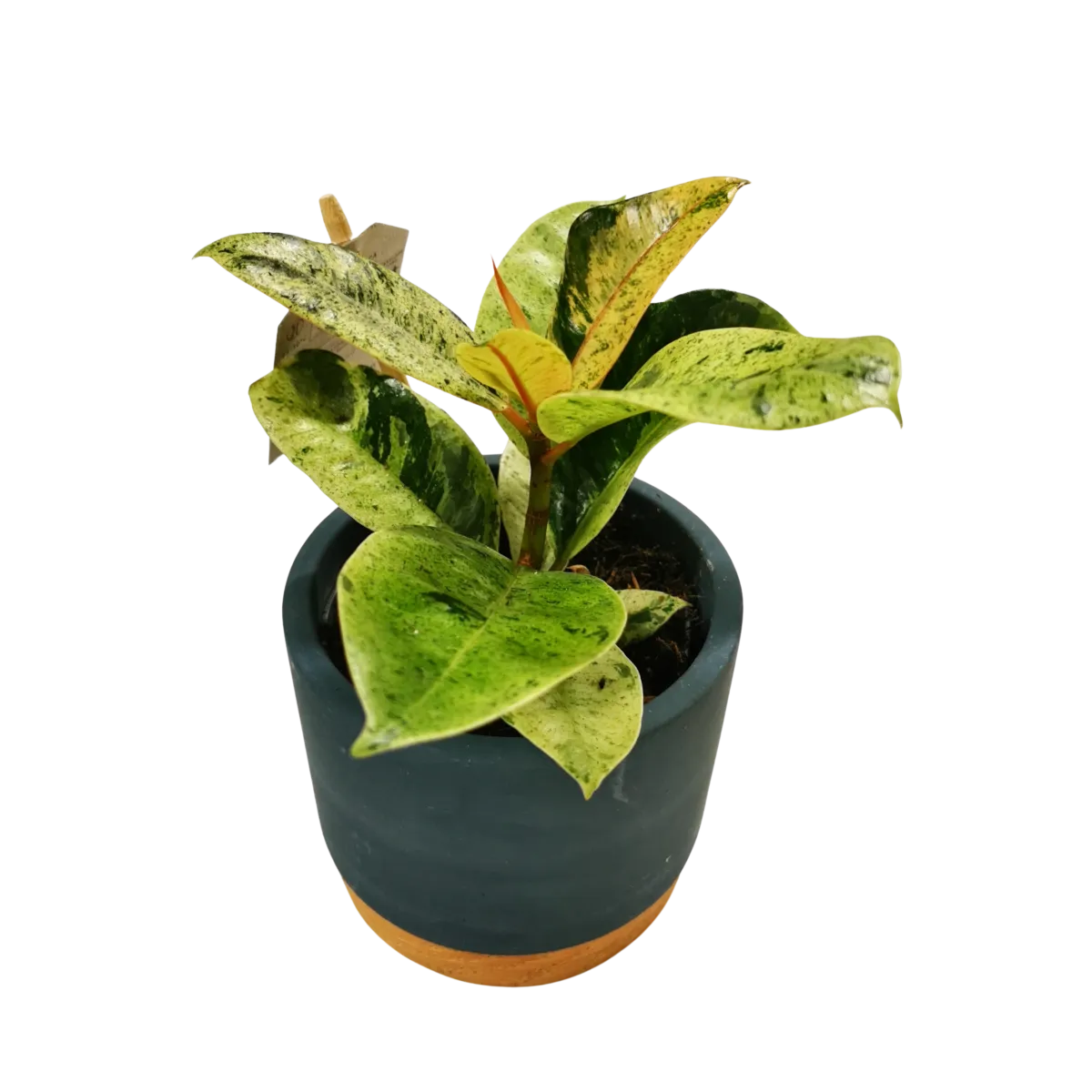 FICUS EL. “Shiveriana” + Tegla - cover