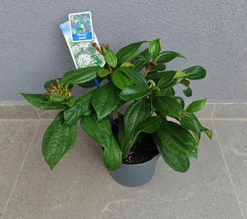 VIBURNUM DAVIDII - cover