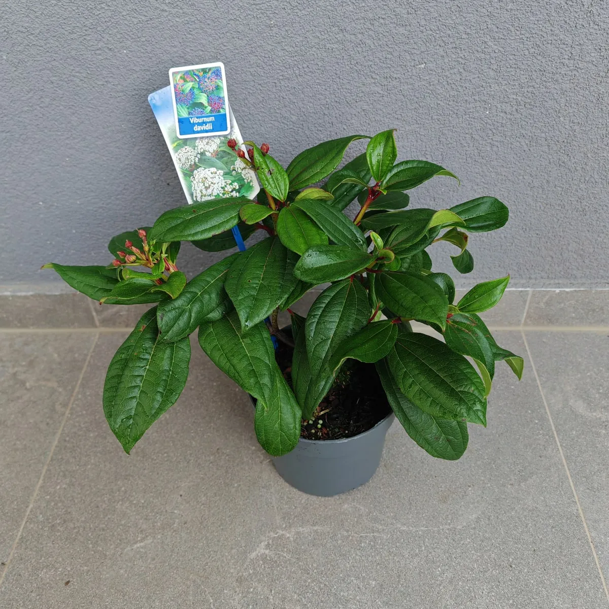 VIBURNUM DAVIDII - cover