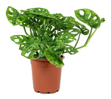 MONSTERA OB. “Monkey Leaf” - cover