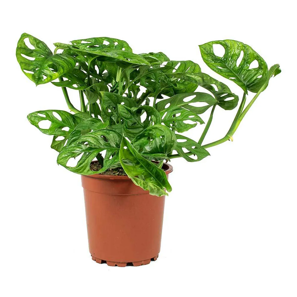 MONSTERA OB. “Monkey Leaf” - cover