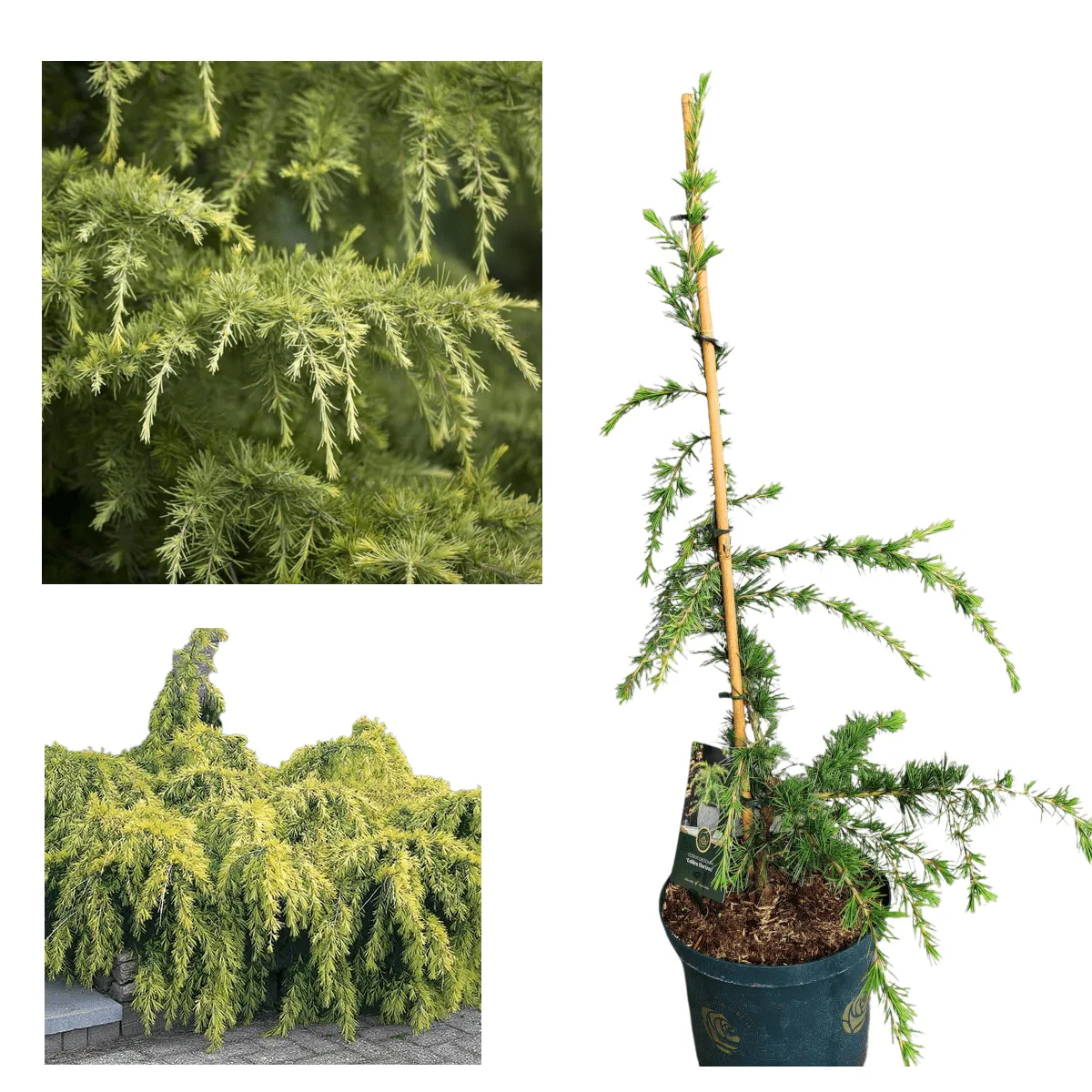 CEDRUS DEO. “Golden Horizon” - cover