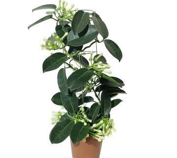 STEPHANOTIS FLORIBUNDA - cover