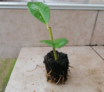 Lovor višnja - cover