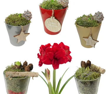 AMARYLLIS XMAS CRVENI - cover