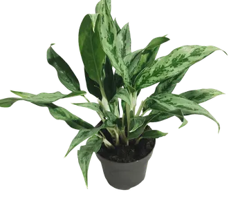 AGLAONEMA “Greyhound” - cover