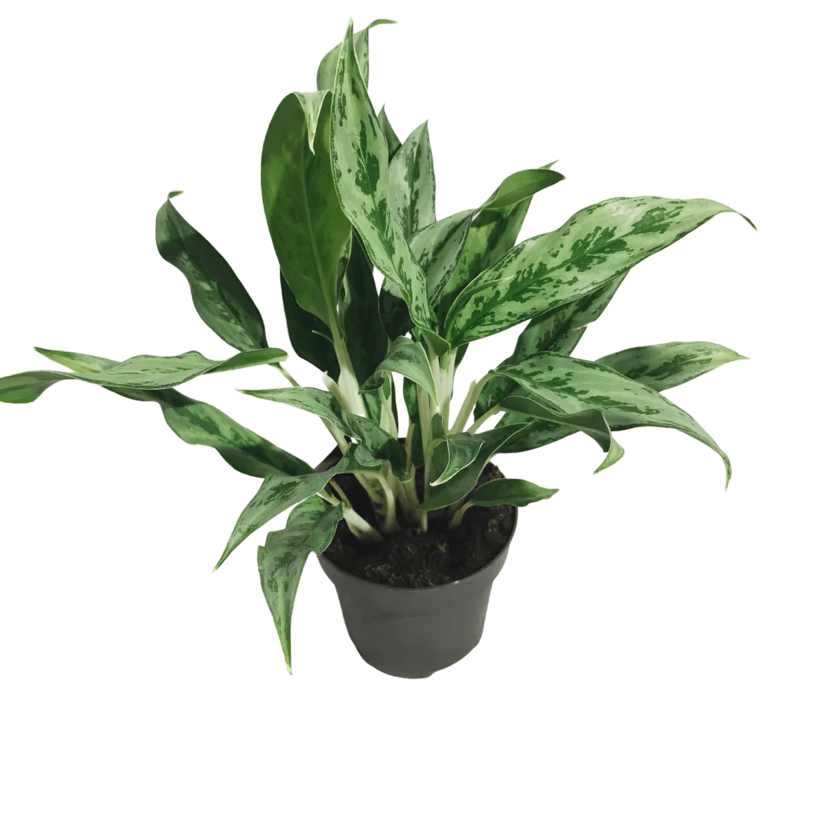 AGLAONEMA “Greyhound” - cover