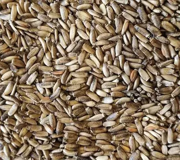 Sjeme čička 1 kg - cover