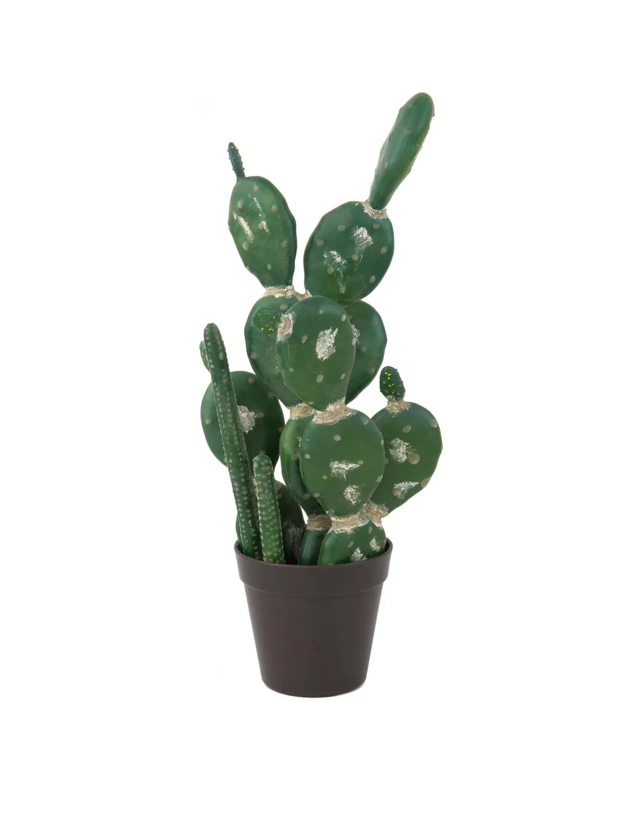 EUROPALMS Mixed cactuses, 54cm - cover