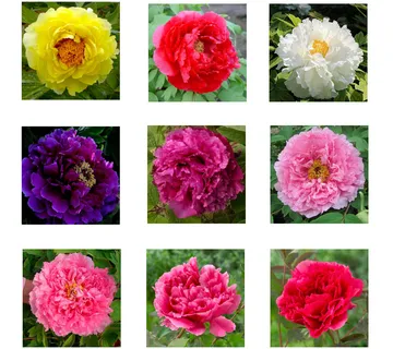 PAEONIA SUFFRUTICOSA (drvenasti božur) - cover