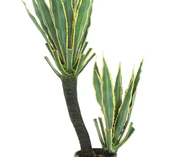 EUROPALMS Orchid-cactus, 160cm - cover
