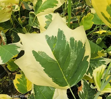 LIRIODENDRON TU. “Snowbird” - cover