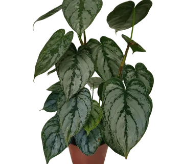 PHILODENDRON “Brandtianum” - cover