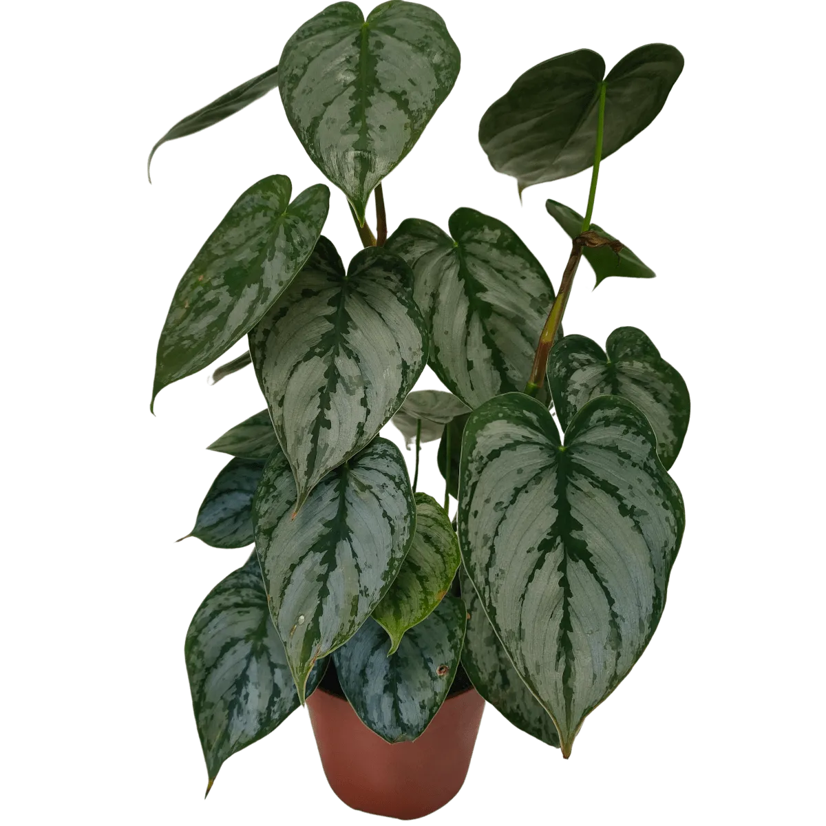 PHILODENDRON “Brandtianum” - cover