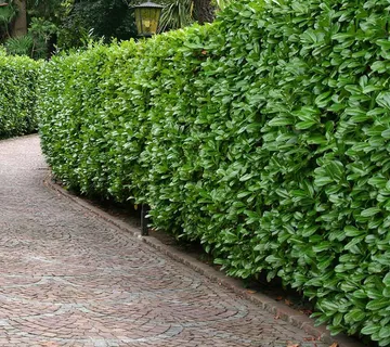 LOVOR VIŠNJA -širokolisna - cover