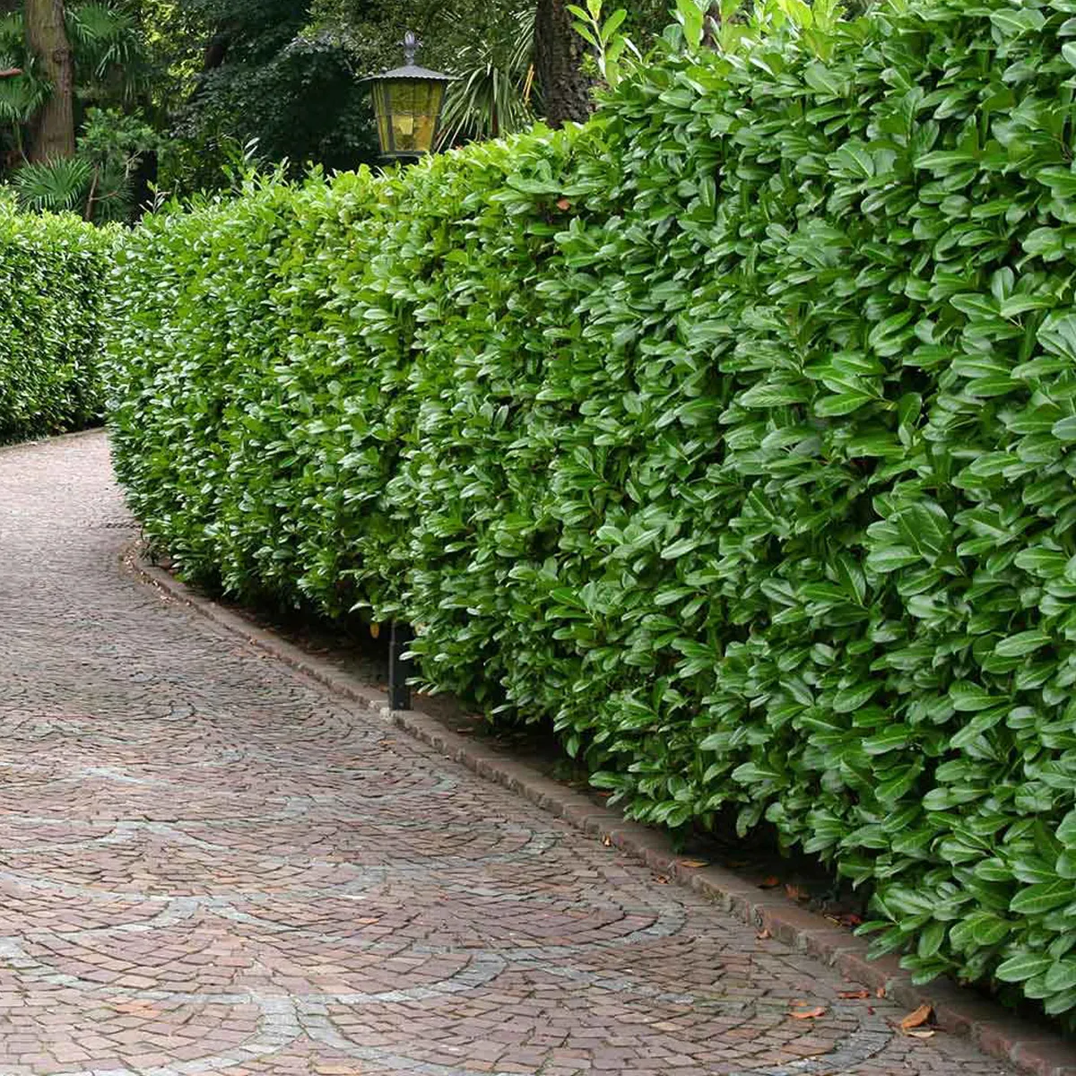 LOVOR VIŠNJA -širokolisna - cover