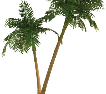 EUROPALMS Palm, 2 trunks, 305cm - cover