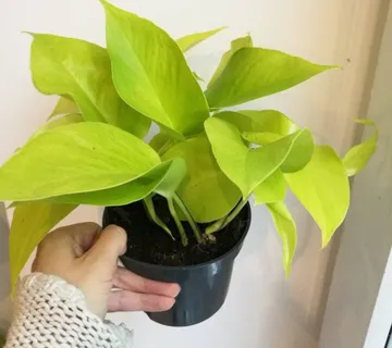 EPIPREMNUM P. “Golden Pothos” - cover