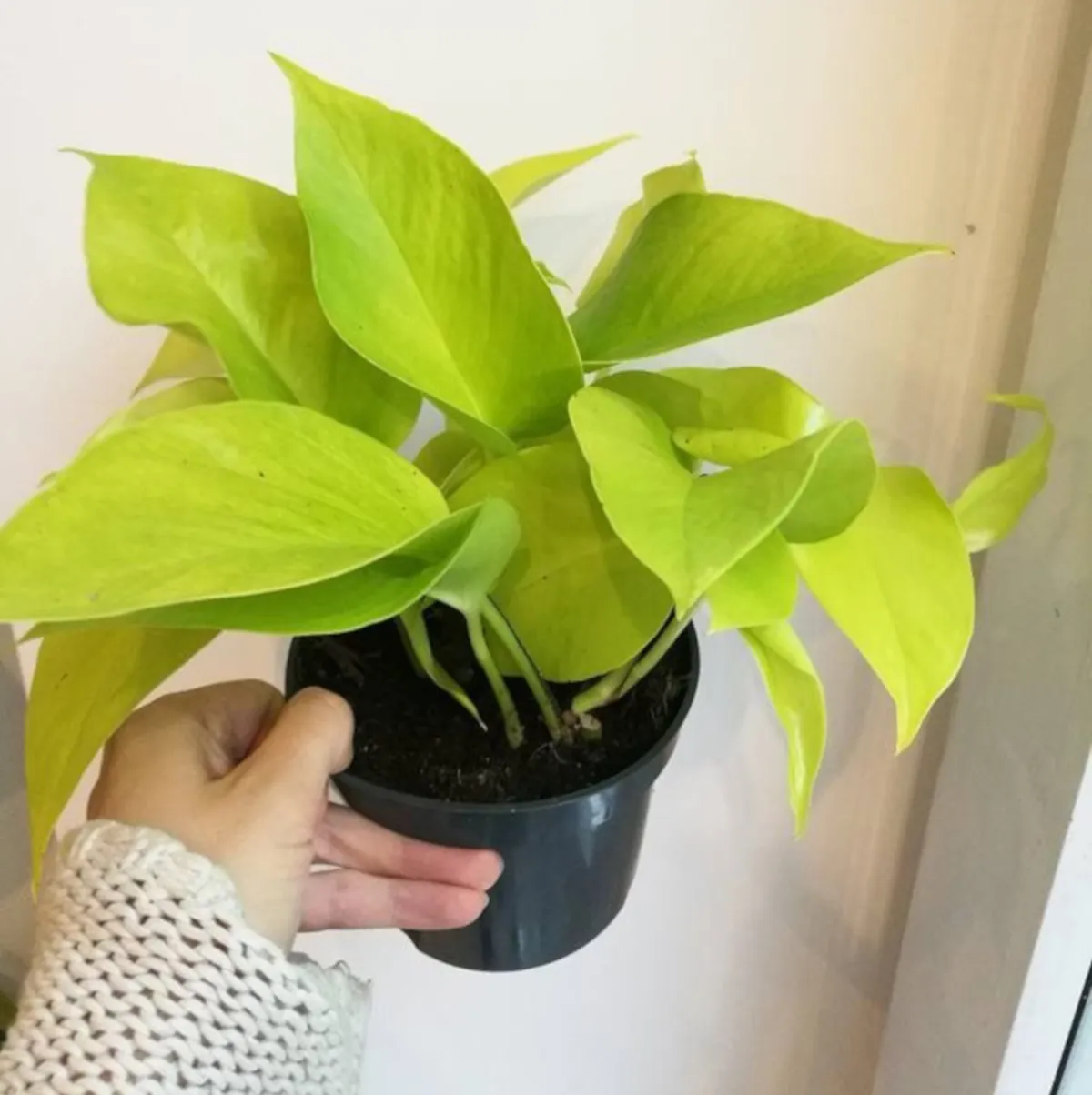 EPIPREMNUM P. “Golden Pothos” - cover