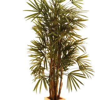EUROPALMS Lady palm, 150cm - cover