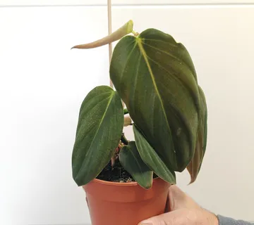PHILODENDRON “Gigas” - cover