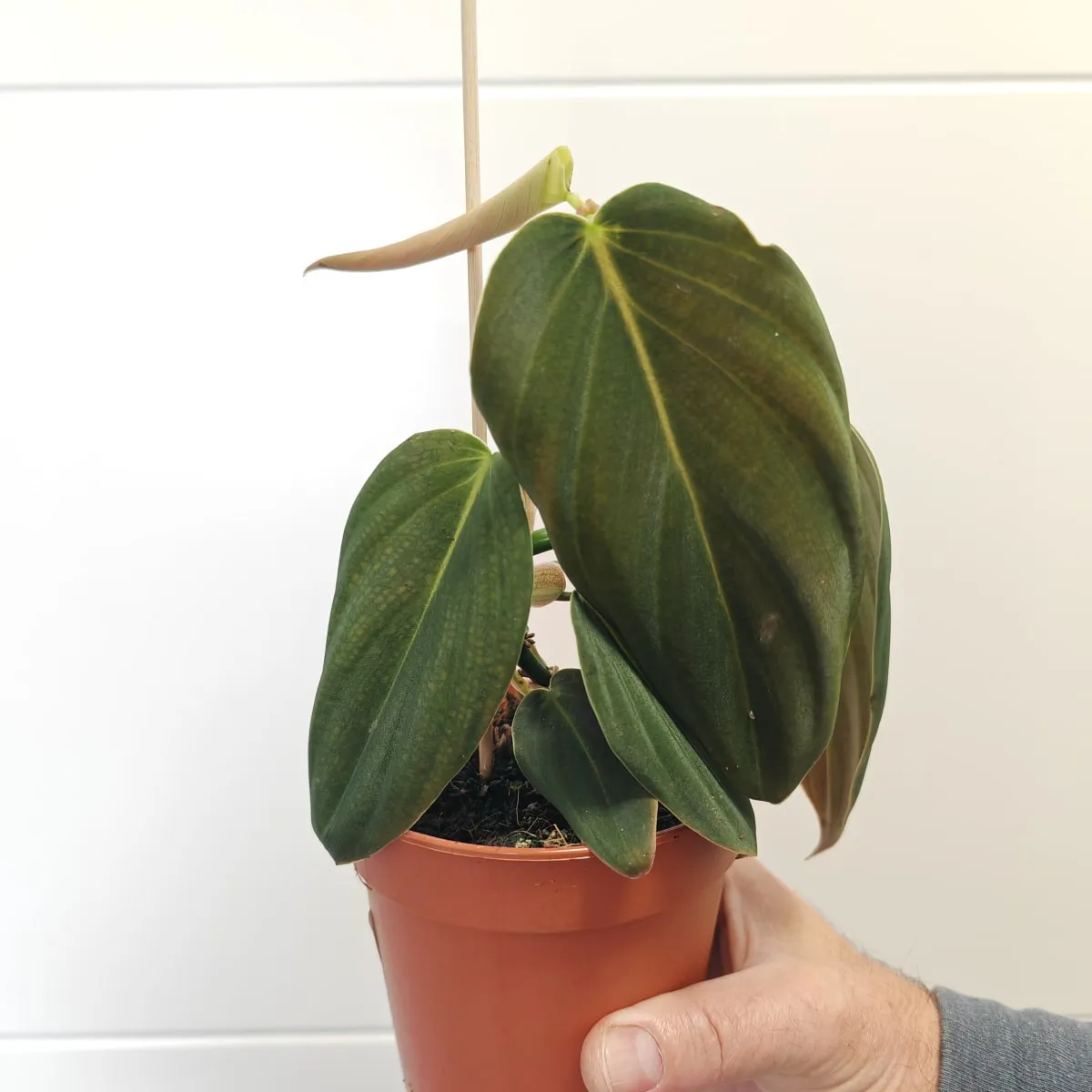 PHILODENDRON “Gigas” - cover