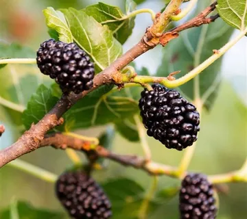 CRNI DUD “Mulle” - cover